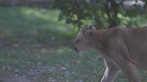 Beautiful Puma in Autumn Forest