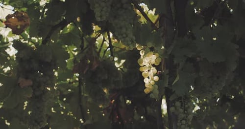 White grapes in a vineyard