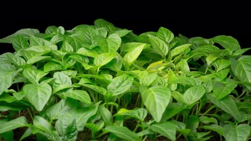 Time Lapse de crescimento de plantas de pimentão doce