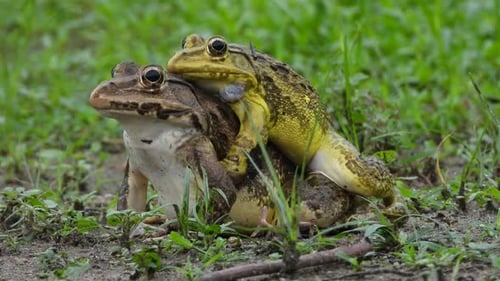 Froschmatten im Teichbereich,