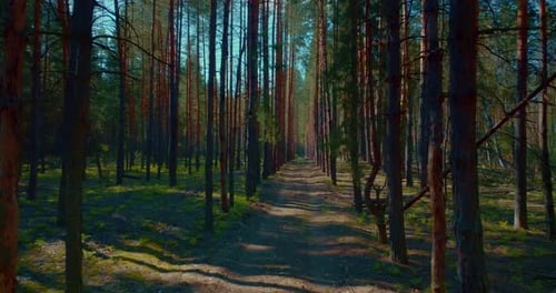 Mysterious and Beautiful Pine Forest in Morning Camera is Moving Between Trees Prores