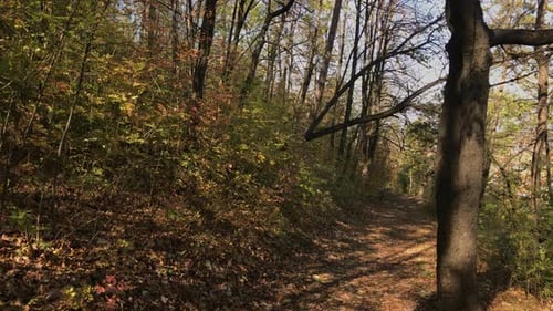 Autumnal scenery of nature 3840X2160 UltraHD footage - Forest trail on sunny day 2160p 30fps UHD vi
