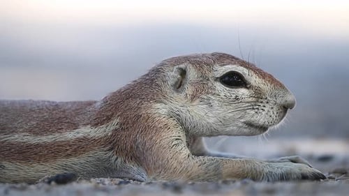 Ground Squirrel Resting on Sandy Desert Floor