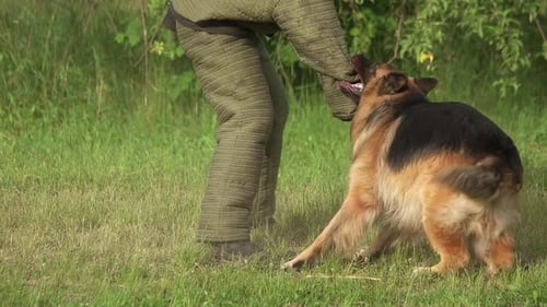 Dog Bites Arm of Person in Protective Gear