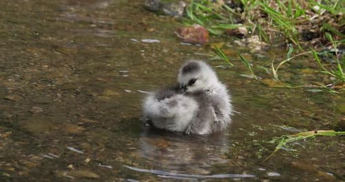 Barnacle Goose, branta leucopsis, gosling standing in Water, Normandy, slow motion 4K