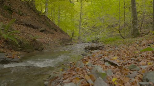Stream and forest in autumn.