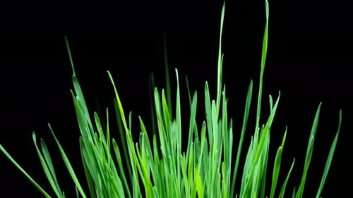 Vibrant Green Grass Against a Black Background