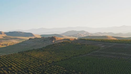 Sunrise Over a Vast Orchard