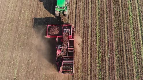 Harvesting Sugar Beets