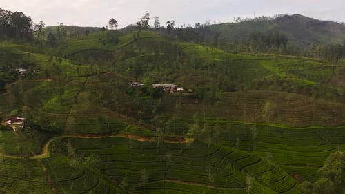 Green Tea Plantation Sri Lanka