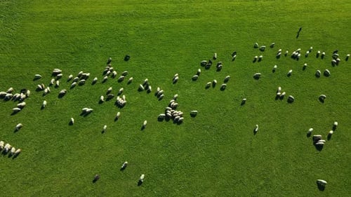 Large herd of wild sheep walking along green mountain slope.