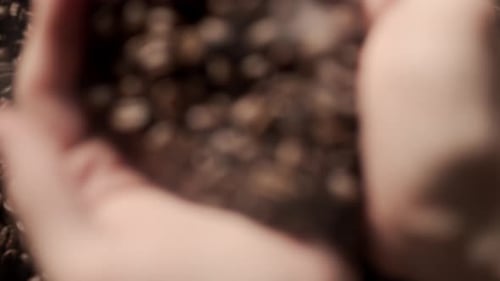 Roasted Coffee Beans Poured and Hand Scooped