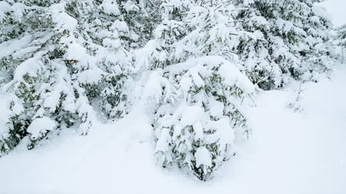 Snow Covered Coniferous Trees in a Winter Forest
