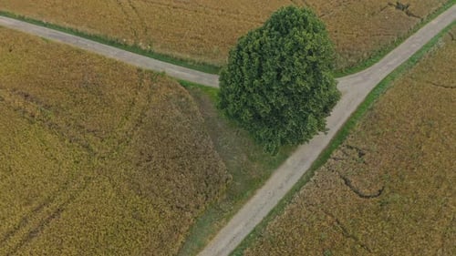A lonely green tree in focus of a drone while flying away with keeping the camera still directed at