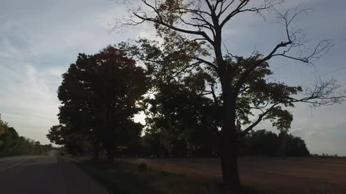 Trees along a road