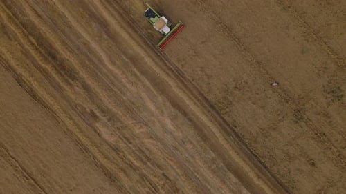 Combine Harvester Working In The Field.