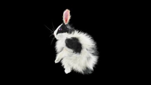 Animated Black and White Rabbit Waving and Gesturing