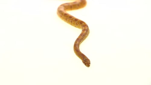 Python tigre Molurus Bivittatus Morph Albine Birman sur fond blanc