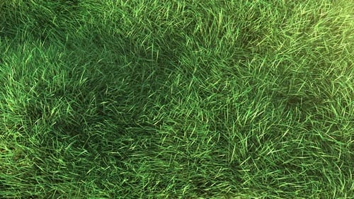 Gras weht im Wind 4K