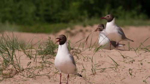 Lustiger Vogel
