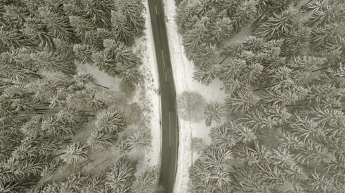 Estrada pela floresta de inverno