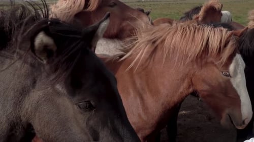 Herd of Horses in Rural Green Pasture