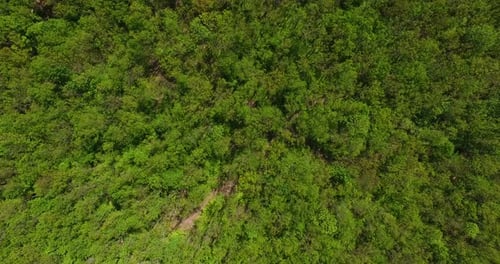 Aerial View of Forest