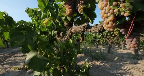 Des vignobles qui poussent dans le sable. Aigues Mortes, département du Gard, Occitanie
, France
