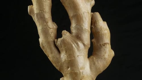 Fresh ginger root or rhizome