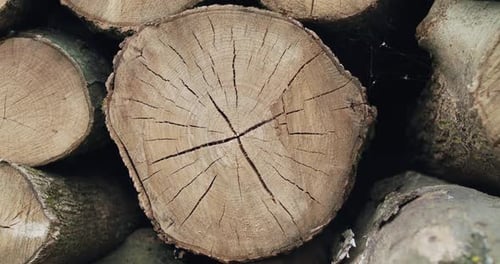 Close Background of Chopped Firewood with Slim Web at Camera