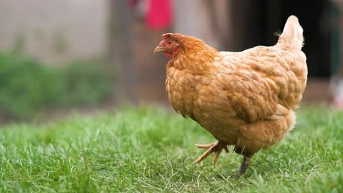 Chicken feeding on traditional rural barnyard. Hens on barn yard in eco farm. Free range