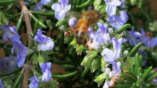 Honeybee Gathering Pollen from Purple Flowers Close-Up