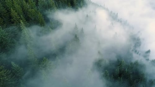 Flying Through the Clouds and Mist, Forest on Mountain. Beautiful Morning Sunrise Natural Landscape
