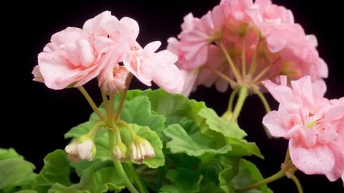 Pink Geranium Flower Buds Opening Time Lapse