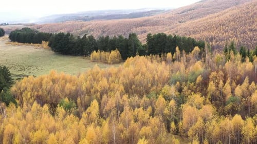 Aerial View of Autumn Forest