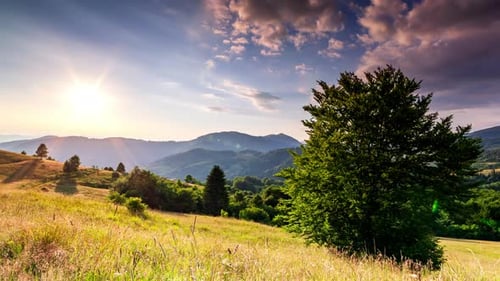 Wonderful Forest and Grassy Meadow at Sunset
