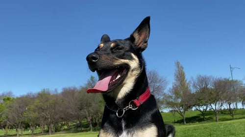 Verspielter australischer Kelpie-Schäferhund