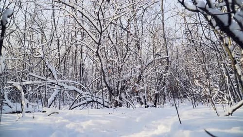 Beautiful snowy forest on a bright Sunny winter day. The ice on the branches of trees. Slow motion.