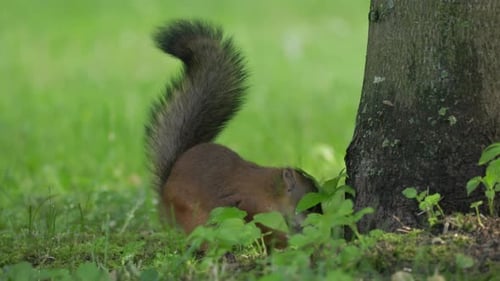 Eichhörnchen versteckt eine Nuss unter einem Baum im Park, macht Reserven