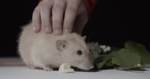 Rat Eating Next to Flowers Being Petted