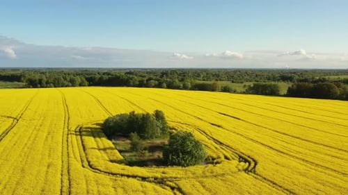 Vista aérea de los campos de colza en verano