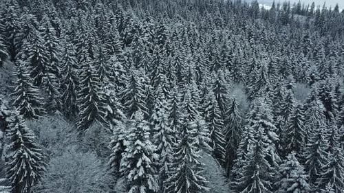 Winter Forest Snow Pine Trees Landscape Drone Shooting Video