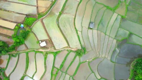 Drone aéreo de terraços e campos de arroz