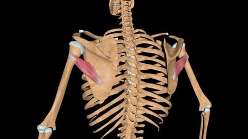 Rotating 3D Human Skeleton with Highlighted Shoulder Muscles