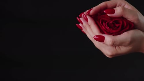 Close-up of Red Rose Held in Two Hands