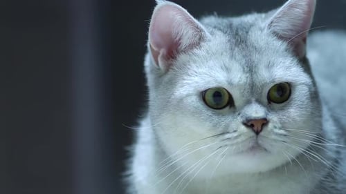 Close Up of a Fluffy Gray and White Cat