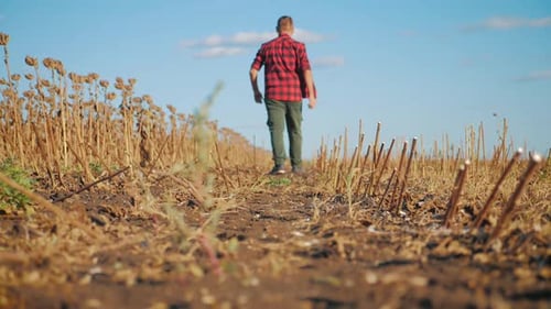 Handsome Farmer Walking in Field Sunflower with Combine Harvester in Background. Concept