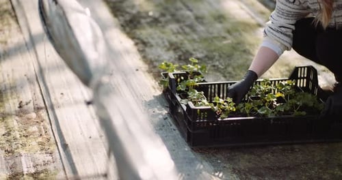 Woman Gardening Plants in a Greenhouse