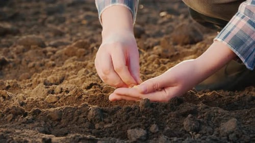 Farmer Plants Seeds in Field by Hand, Close Up
