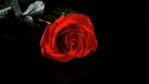 Falling Rose 6